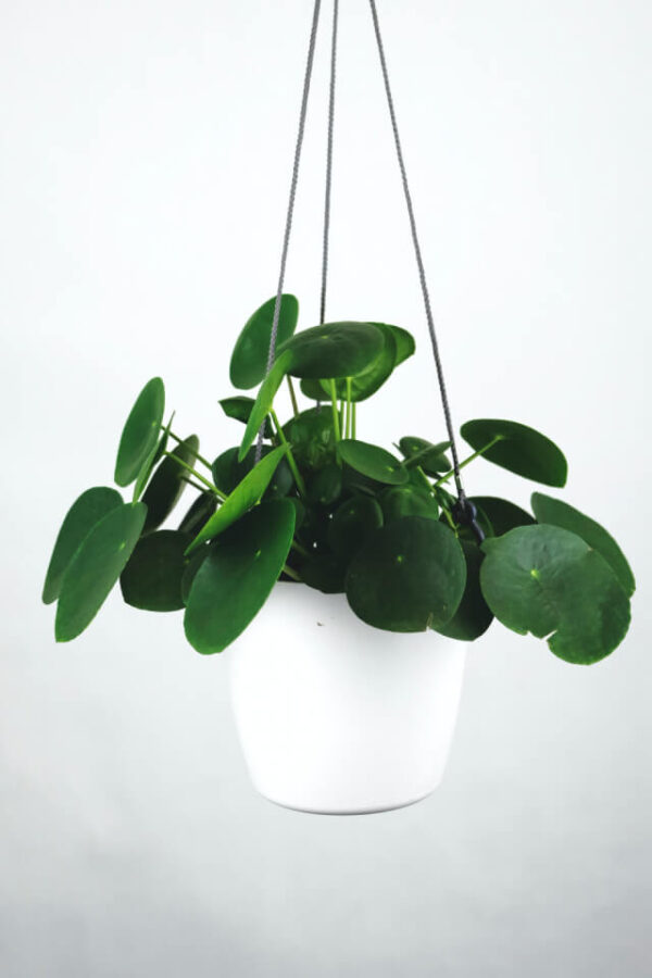 Pilea Peperomioides - obrazek 2