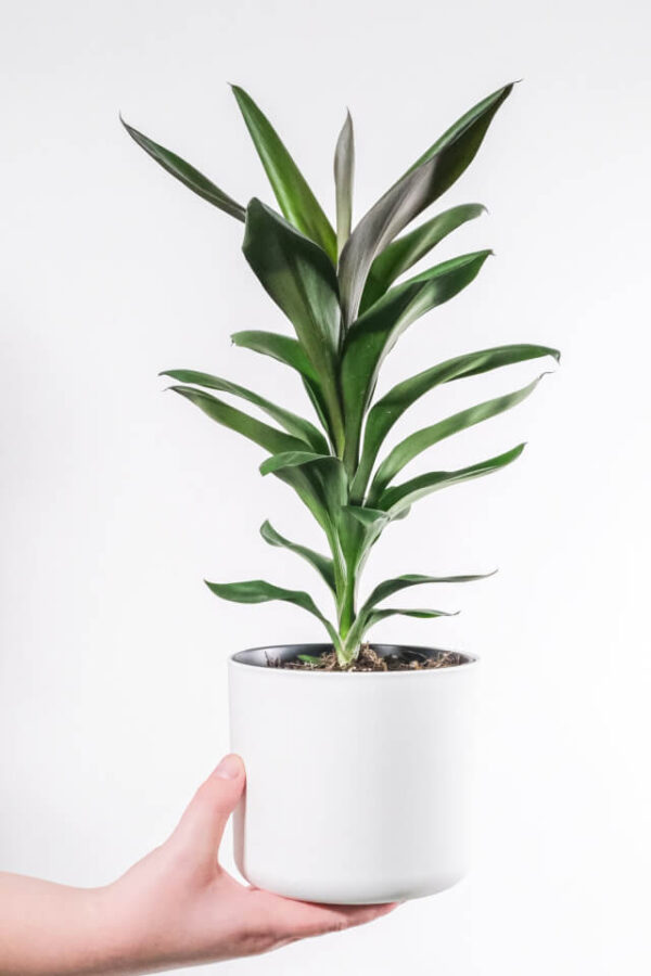 Dracaena Lisa - obrazek 2