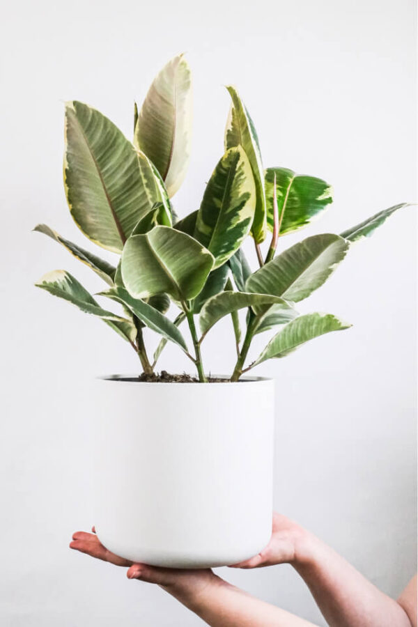 Calathea Beauty Star - obrazek 2