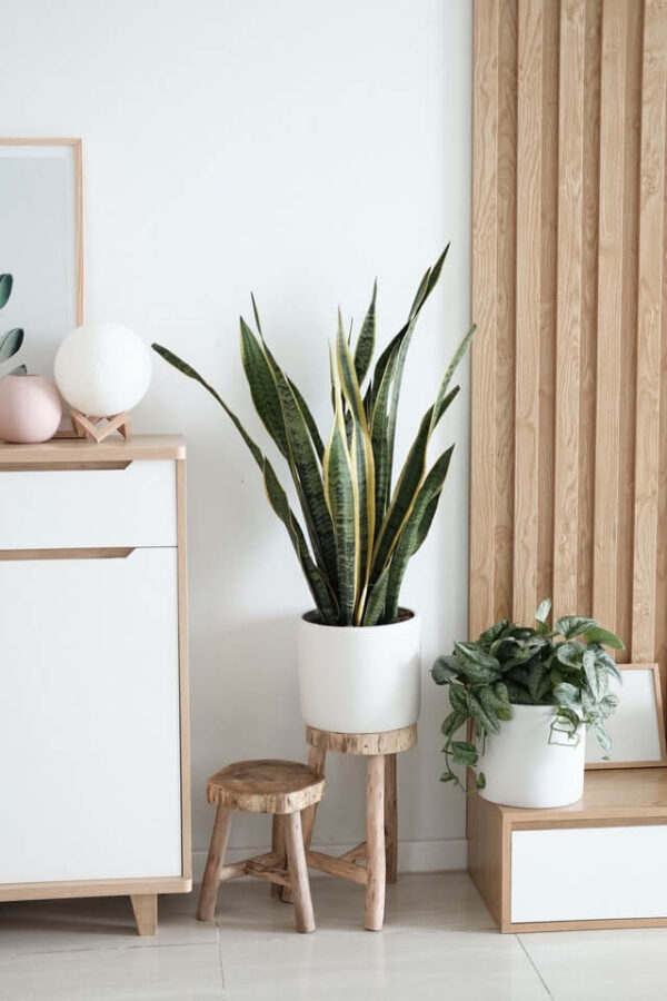 Sansevieria Golden Flame - obrazek 2